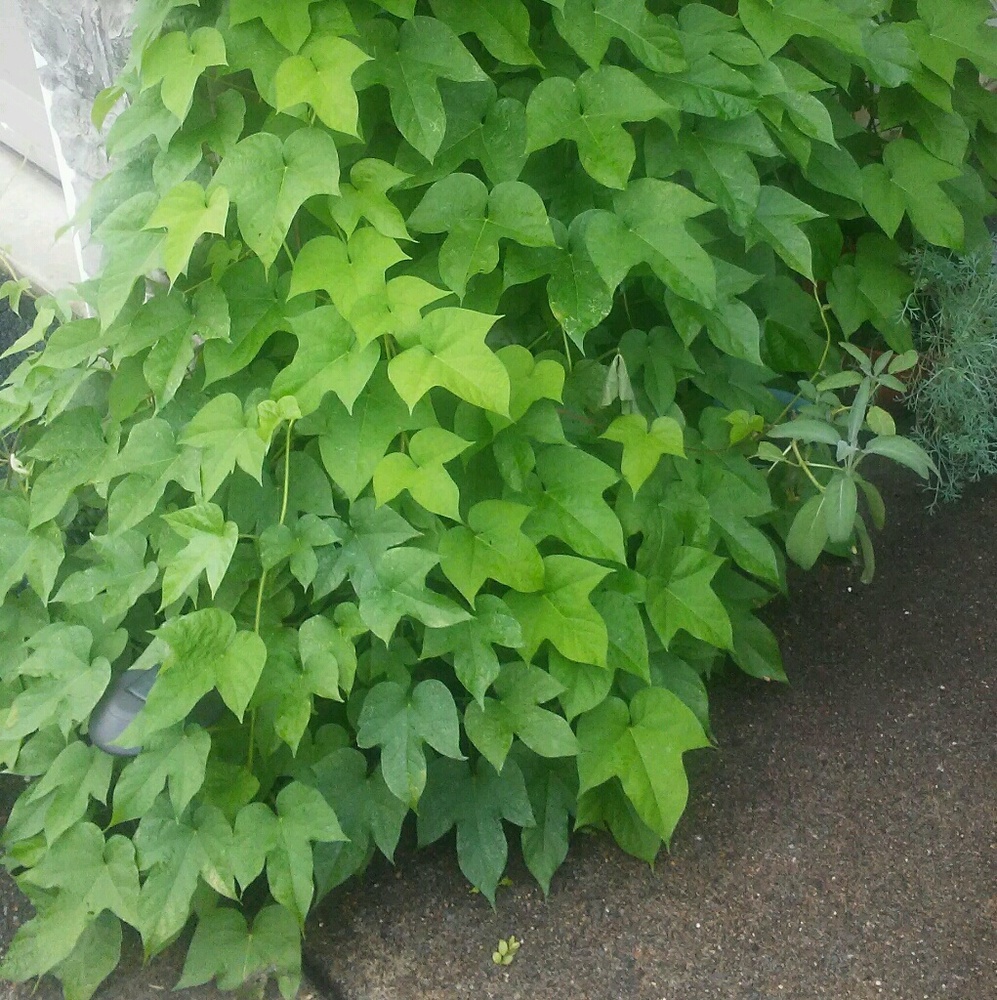 Meet your Posher, Shevonne